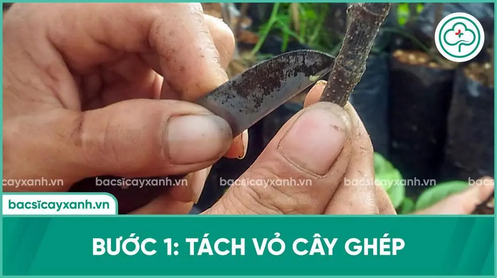 Tách vỏ cây ghép